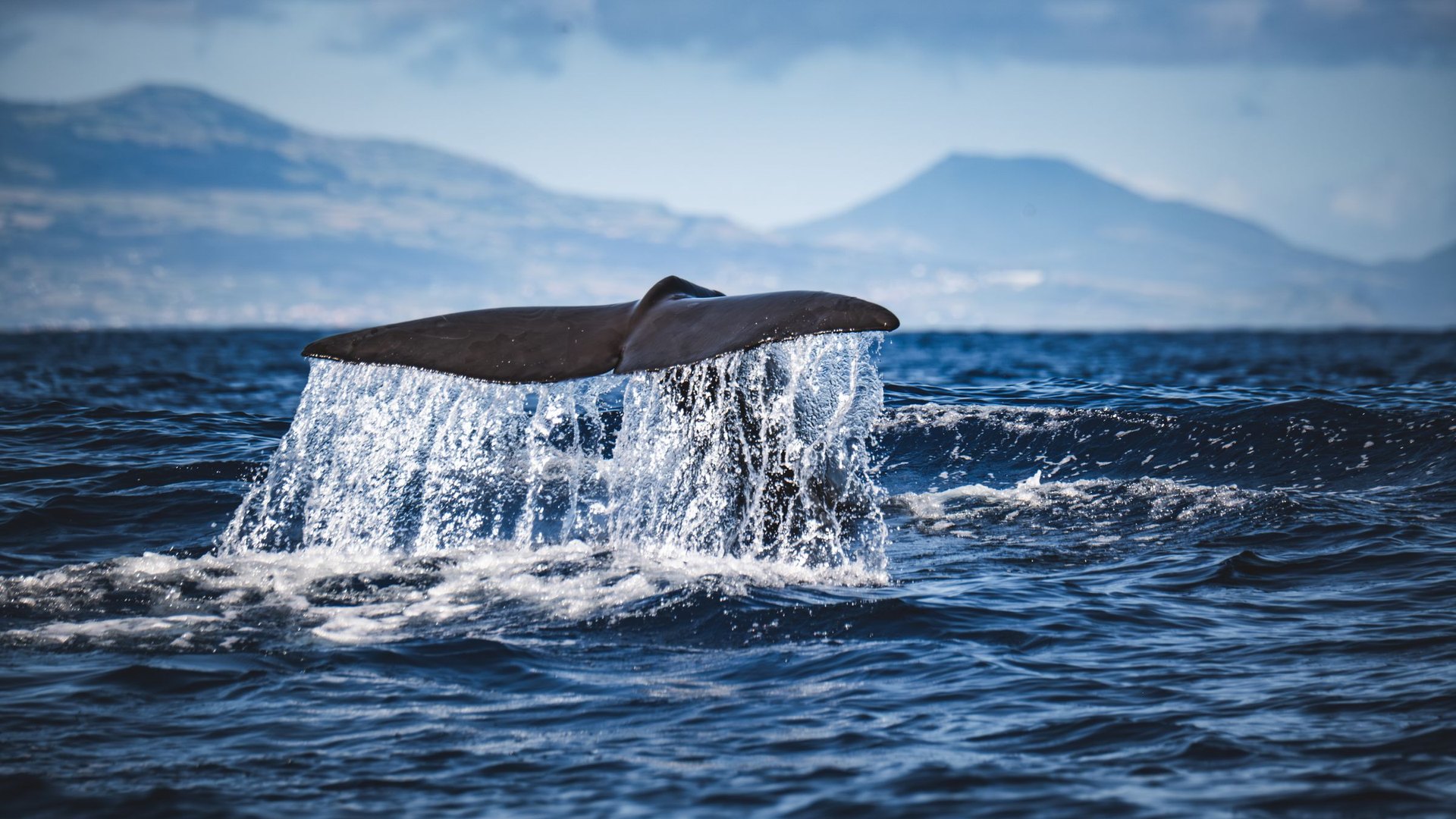 Queue d'une baleine sortant de l'océan dans une gerbe d'eau, montagnes à l'horizon